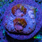 Ultra Chalice Coral Frag WYSIWYG Ultra Chalice Coral Frag WYSIWYG LPS Ultra Chalice Coral Frag WYSIWYG Zeo Box Reef