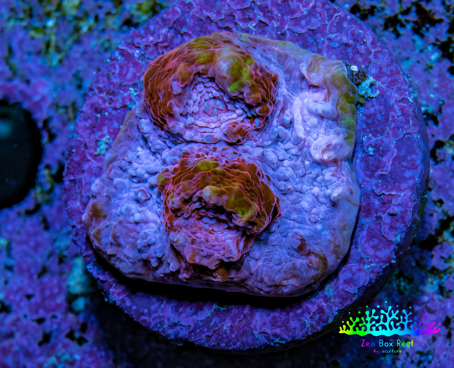 Ultra Chalice Coral Frag WYSIWYG Ultra Chalice Coral Frag WYSIWYG LPS Ultra Chalice Coral Frag WYSIWYG Zeo Box Reef