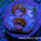 Ultra Chalice Coral Frag WYSIWYG Ultra Chalice Coral Frag WYSIWYG LPS Ultra Chalice Coral Frag WYSIWYG Zeo Box Reef