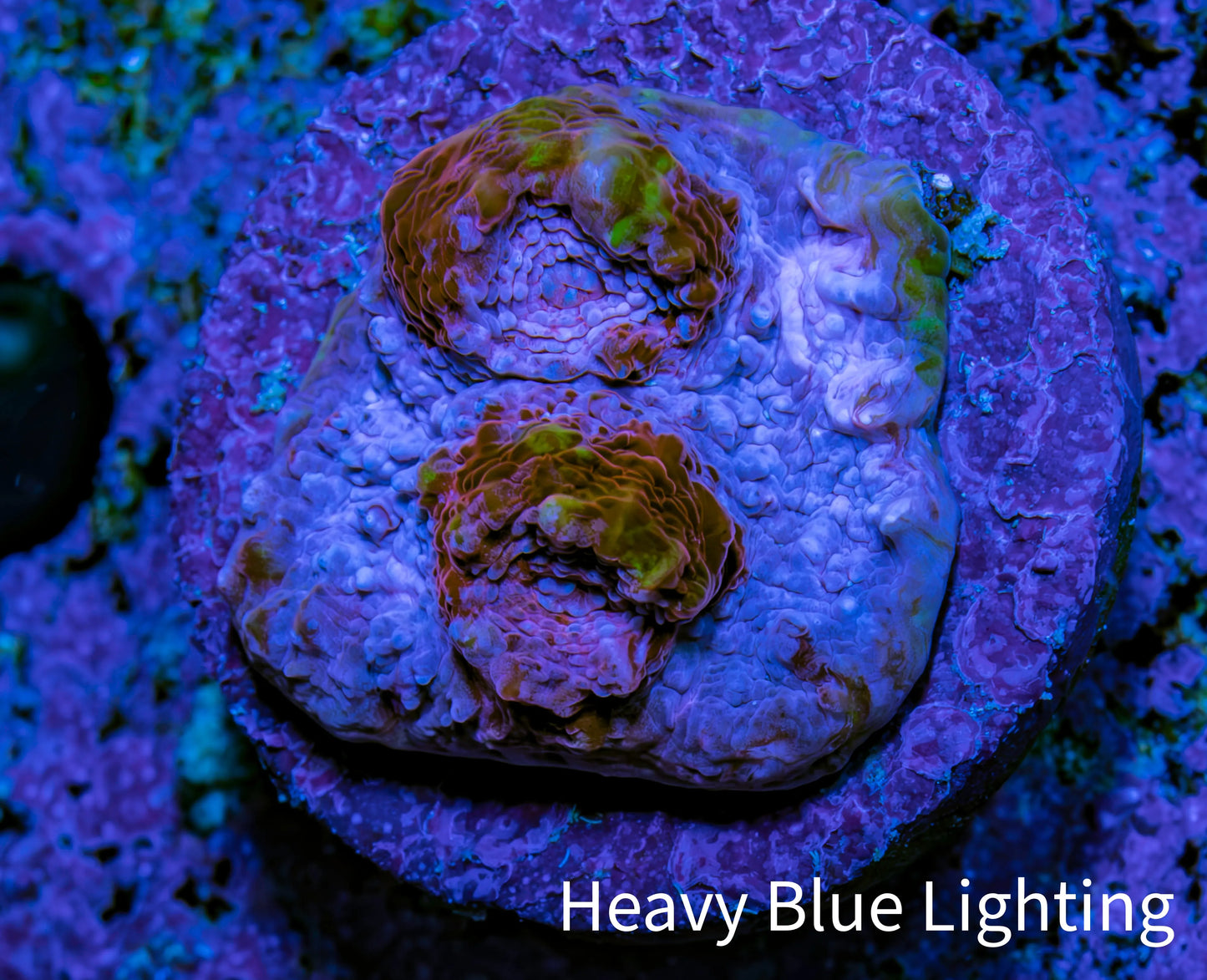 Ultra Chalice Coral Frag WYSIWYG Ultra Chalice Coral Frag WYSIWYG LPS Ultra Chalice Coral Frag WYSIWYG Zeo Box Reef