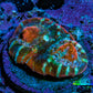 Ultra Chalice Coral Frag WYSIWYG Ultra Chalice Coral Frag WYSIWYG LPS Ultra Chalice Coral Frag WYSIWYG Zeo Box Reef