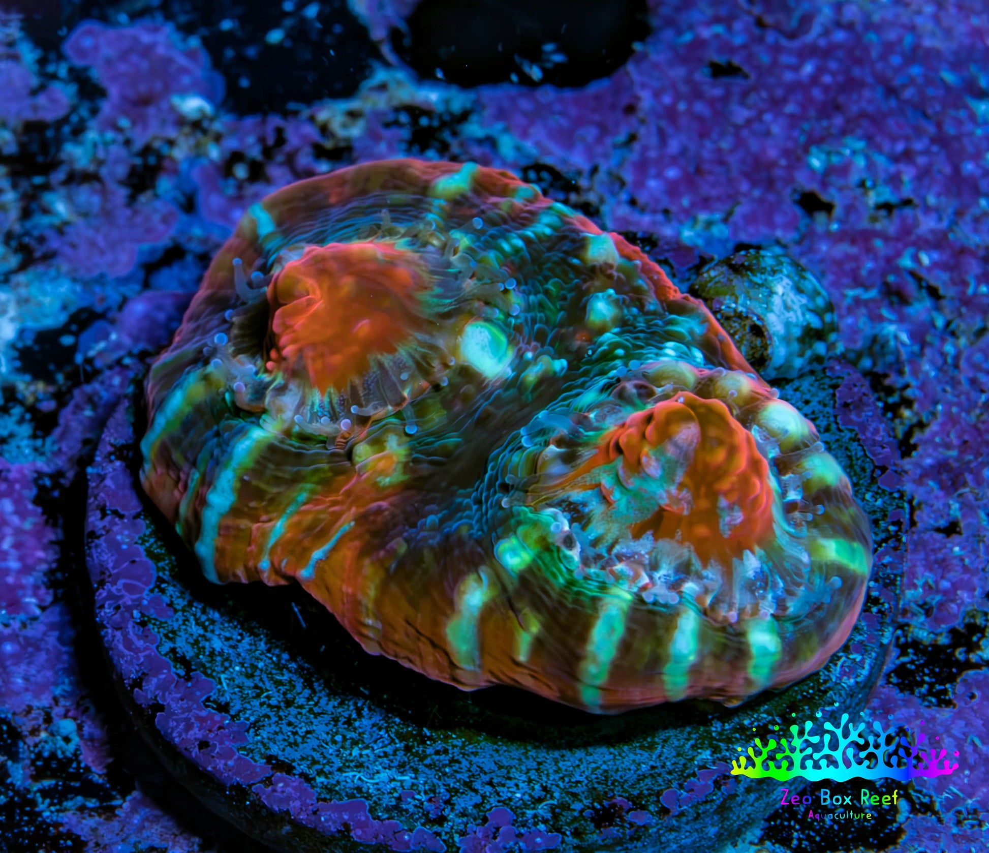 Ultra Chalice Coral Frag WYSIWYG Ultra Chalice Coral Frag WYSIWYG LPS Ultra Chalice Coral Frag WYSIWYG Zeo Box Reef