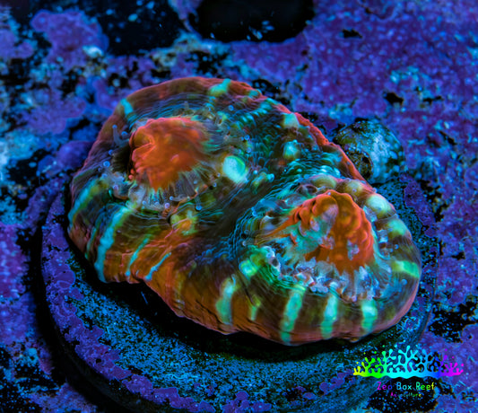 Ultra Chalice Coral Frag WYSIWYG Ultra Chalice Coral Frag WYSIWYG LPS Ultra Chalice Coral Frag WYSIWYG Zeo Box Reef