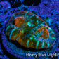 Ultra Chalice Coral Frag WYSIWYG Ultra Chalice Coral Frag WYSIWYG LPS Ultra Chalice Coral Frag WYSIWYG Zeo Box Reef