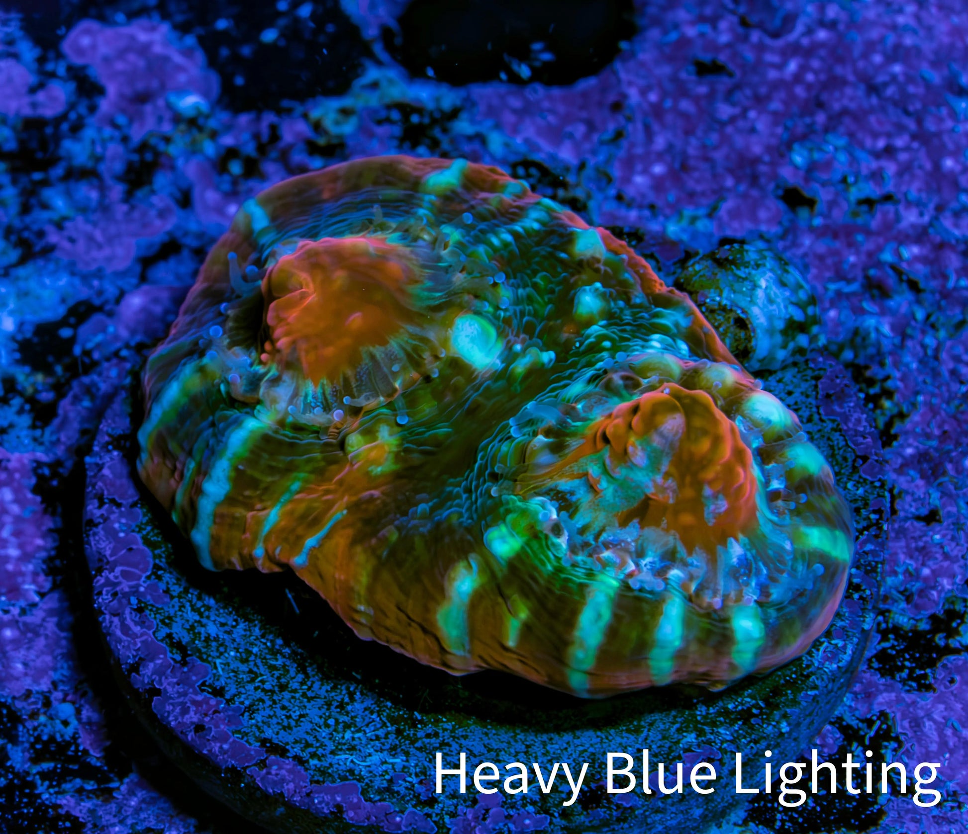 Ultra Chalice Coral Frag WYSIWYG Ultra Chalice Coral Frag WYSIWYG LPS Ultra Chalice Coral Frag WYSIWYG Zeo Box Reef