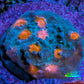 Ultra Chalice Coral Frag WYSIWYG Ultra Chalice Coral Frag WYSIWYG LPS Ultra Chalice Coral Frag WYSIWYG Zeo Box Reef
