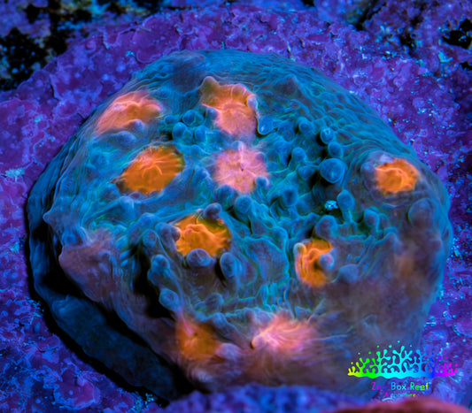Ultra Chalice Coral Frag WYSIWYG Ultra Chalice Coral Frag WYSIWYG LPS Ultra Chalice Coral Frag WYSIWYG Zeo Box Reef