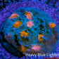 Ultra Chalice Coral Frag WYSIWYG Ultra Chalice Coral Frag WYSIWYG LPS Ultra Chalice Coral Frag WYSIWYG Zeo Box Reef