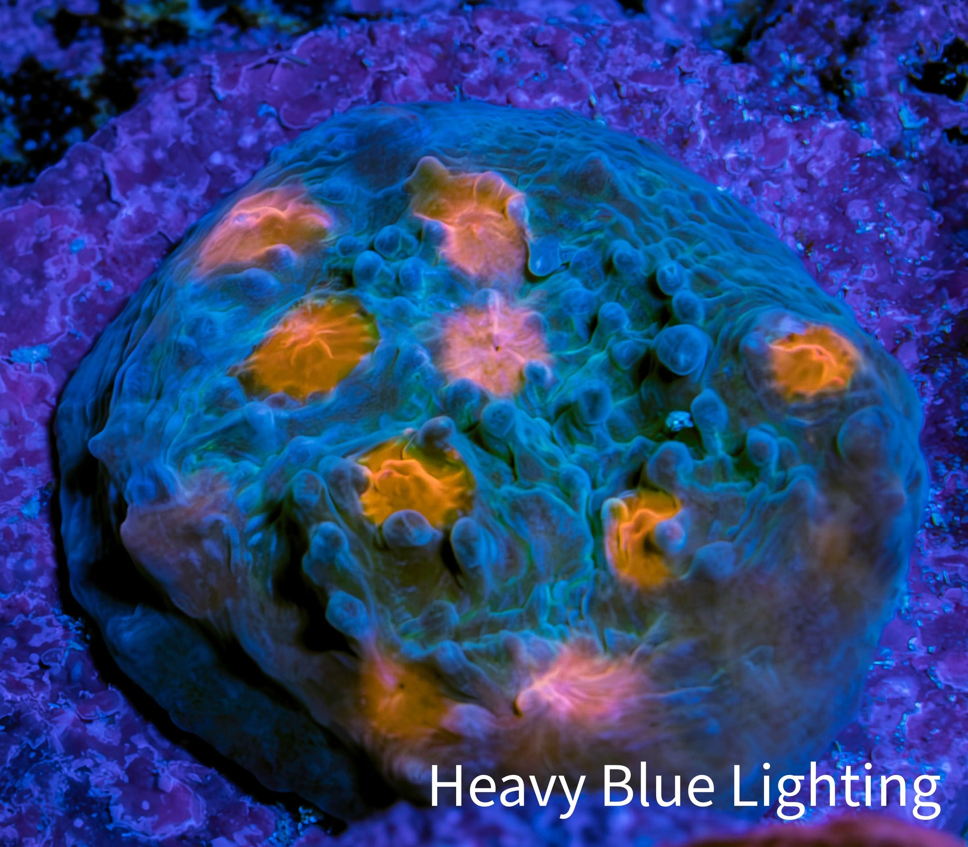 Ultra Chalice Coral Frag WYSIWYG Ultra Chalice Coral Frag WYSIWYG LPS Ultra Chalice Coral Frag WYSIWYG Zeo Box Reef
