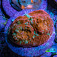 Ultra Chalice Coral Frag WYSIWYG Ultra Chalice Coral Frag WYSIWYG LPS Ultra Chalice Coral Frag WYSIWYG Zeo Box Reef