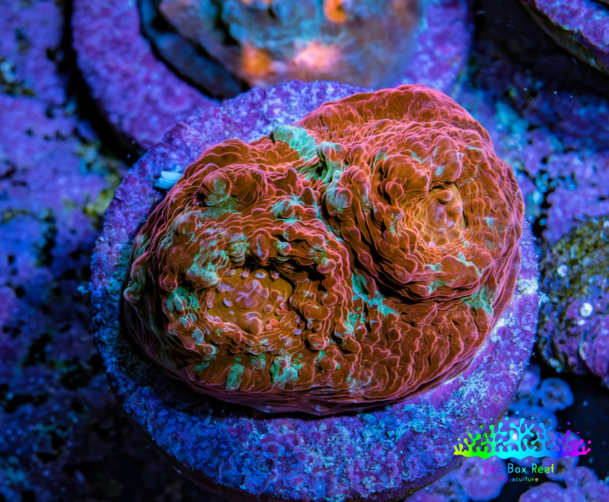 Ultra Chalice Coral Frag WYSIWYG Ultra Chalice Coral Frag WYSIWYG LPS Ultra Chalice Coral Frag WYSIWYG Zeo Box Reef
