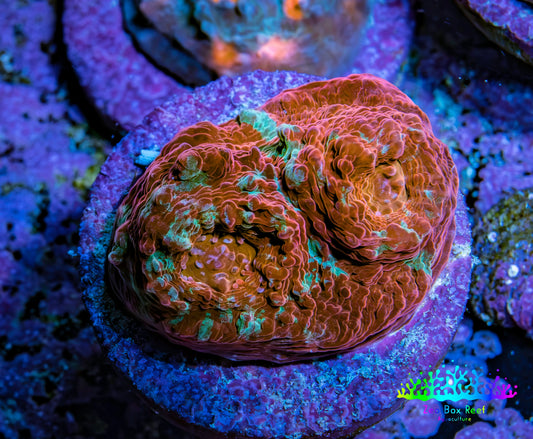 Ultra Chalice Coral Frag WYSIWYG Ultra Chalice Coral Frag WYSIWYG LPS Ultra Chalice Coral Frag WYSIWYG Zeo Box Reef
