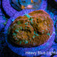 Ultra Chalice Coral Frag WYSIWYG Ultra Chalice Coral Frag WYSIWYG LPS Ultra Chalice Coral Frag WYSIWYG Zeo Box Reef