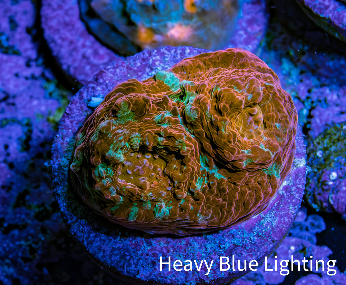 Ultra Chalice Coral Frag WYSIWYG Ultra Chalice Coral Frag WYSIWYG LPS Ultra Chalice Coral Frag WYSIWYG Zeo Box Reef