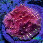 Ultra Chalice Coral Frag WYSIWYG Ultra Chalice Coral Frag WYSIWYG LPS Ultra Chalice Coral Frag WYSIWYG Zeo Box Reef