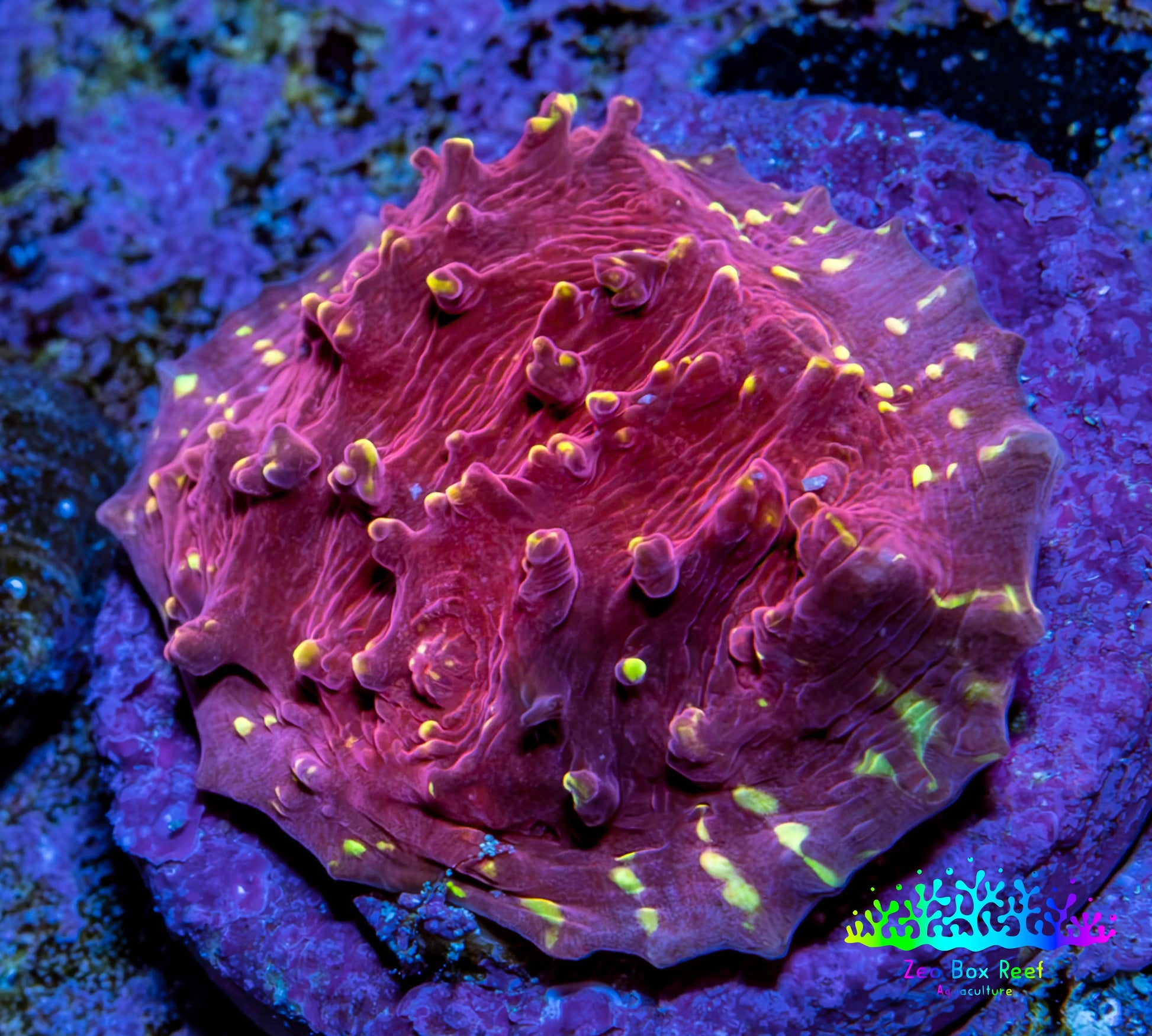 Ultra Chalice Coral Frag WYSIWYG Ultra Chalice Coral Frag WYSIWYG LPS Ultra Chalice Coral Frag WYSIWYG Zeo Box Reef