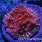 Ultra Chalice Coral Frag WYSIWYG Ultra Chalice Coral Frag WYSIWYG LPS Ultra Chalice Coral Frag WYSIWYG Zeo Box Reef