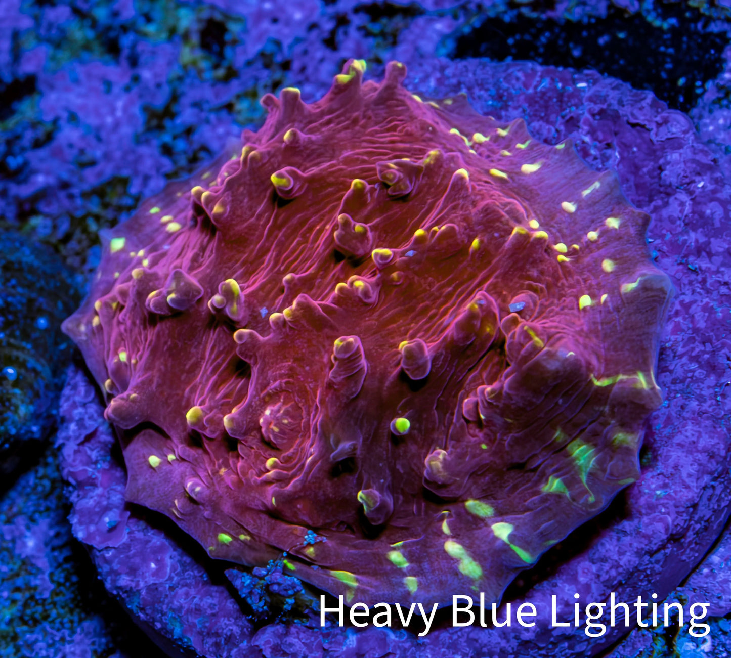 Ultra Chalice Coral Frag WYSIWYG Ultra Chalice Coral Frag WYSIWYG LPS Ultra Chalice Coral Frag WYSIWYG Zeo Box Reef