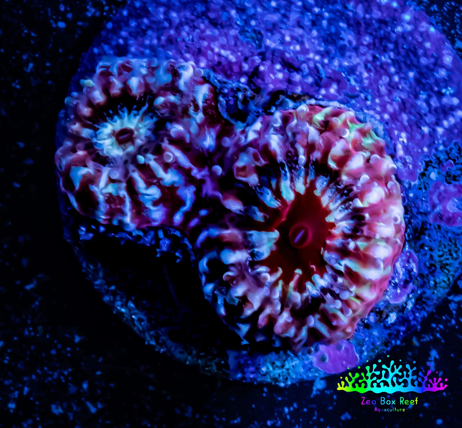 Ultra Chalice Coral- Frag WYSIWYG Ultra Chalice Coral- Frag WYSIWYG LPS Ultra Chalice Coral- Frag WYSIWYG Zeo Box Reef
