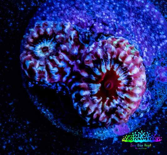 Ultra Chalice Coral- Frag WYSIWYG Ultra Chalice Coral- Frag WYSIWYG LPS Ultra Chalice Coral- Frag WYSIWYG Zeo Box Reef