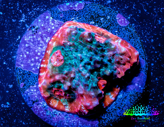 Ultra Chalice Coral- Frag WYSIWYG Ultra Chalice Coral- Frag WYSIWYG LPS Ultra Chalice Coral- Frag WYSIWYG Zeo Box Reef