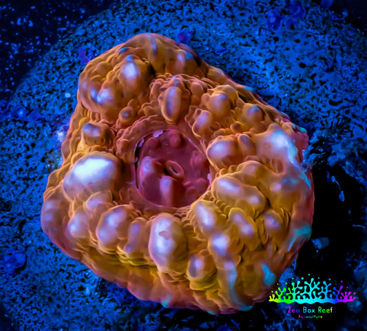 Ultra Chalice Coral- Frag WYSIWYG Ultra Chalice Coral- Frag WYSIWYG LPS Ultra Chalice Coral- Frag WYSIWYG Zeo Box Reef