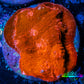 Ultra Chalice Coral-  Frag WYSIWYG Ultra Chalice Coral-  Frag WYSIWYG LPS Ultra Chalice Coral-  Frag WYSIWYG Zeo Box Reef