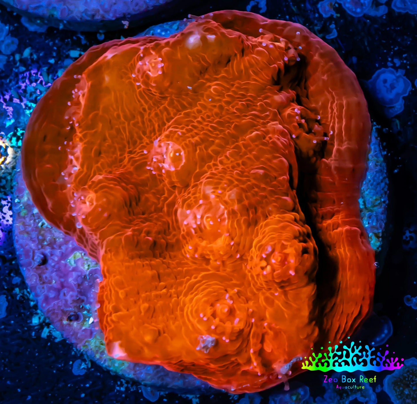 Ultra Chalice Coral-  Frag WYSIWYG Ultra Chalice Coral-  Frag WYSIWYG LPS Ultra Chalice Coral-  Frag WYSIWYG Zeo Box Reef