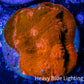 Ultra Chalice Coral-  Frag WYSIWYG Ultra Chalice Coral-  Frag WYSIWYG LPS Ultra Chalice Coral-  Frag WYSIWYG Zeo Box Reef