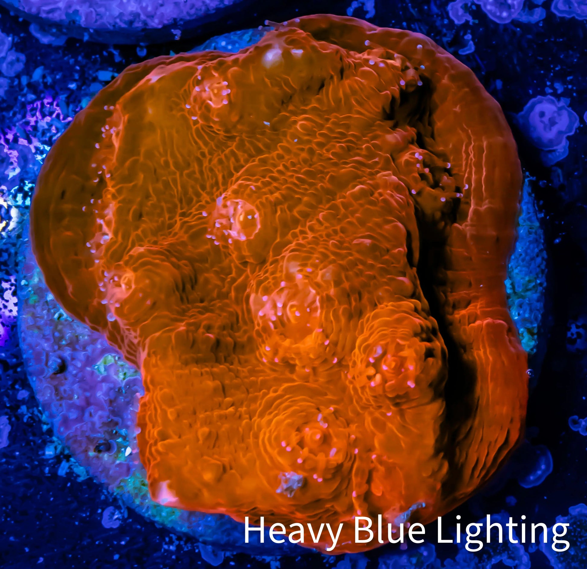 Ultra Chalice Coral-  Frag WYSIWYG Ultra Chalice Coral-  Frag WYSIWYG LPS Ultra Chalice Coral-  Frag WYSIWYG Zeo Box Reef