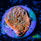 Ultra Chalice Coral-  Frag WYSIWYG Ultra Chalice Coral-  Frag WYSIWYG LPS Ultra Chalice Coral-  Frag WYSIWYG Zeo Box Reef