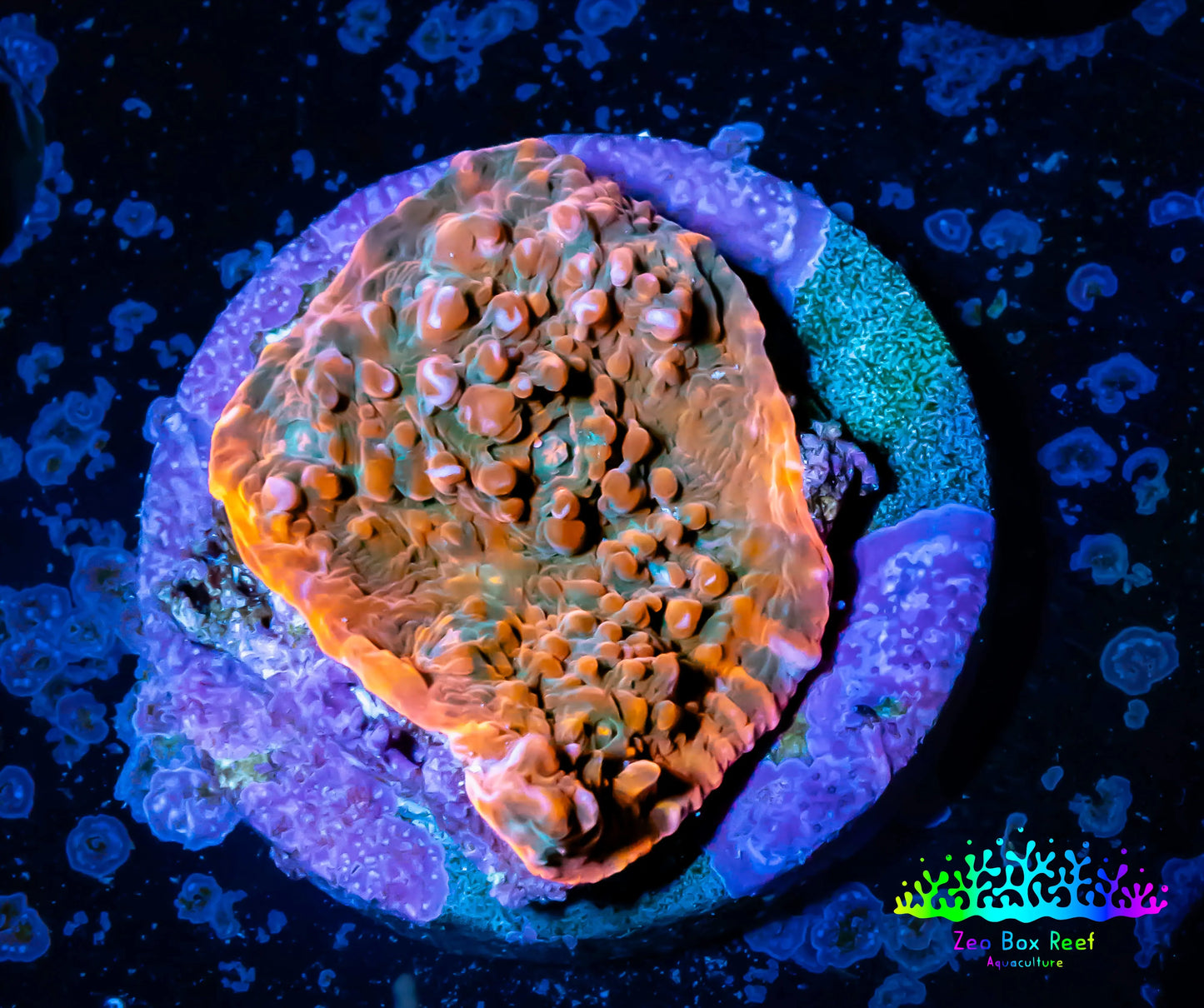 Ultra Chalice Coral-  Frag WYSIWYG Ultra Chalice Coral-  Frag WYSIWYG LPS Ultra Chalice Coral-  Frag WYSIWYG Zeo Box Reef