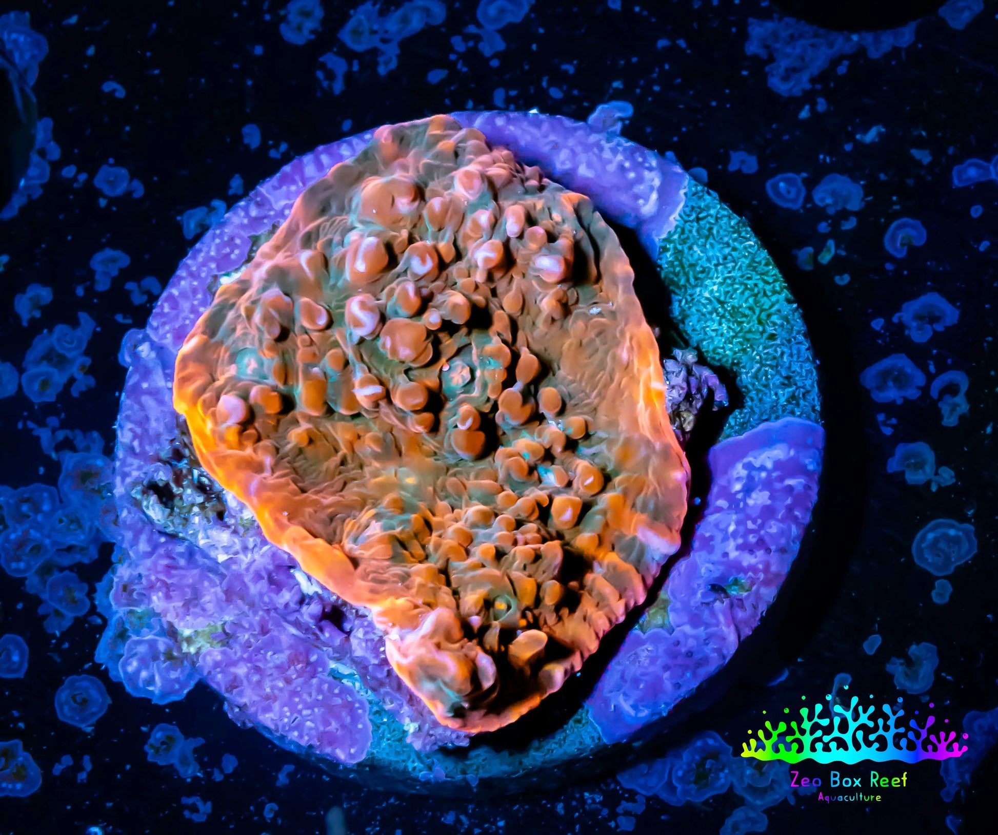 Ultra Chalice Coral-  Frag WYSIWYG Ultra Chalice Coral-  Frag WYSIWYG LPS Ultra Chalice Coral-  Frag WYSIWYG Zeo Box Reef