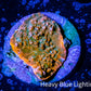 Ultra Chalice Coral-  Frag WYSIWYG Ultra Chalice Coral-  Frag WYSIWYG LPS Ultra Chalice Coral-  Frag WYSIWYG Zeo Box Reef