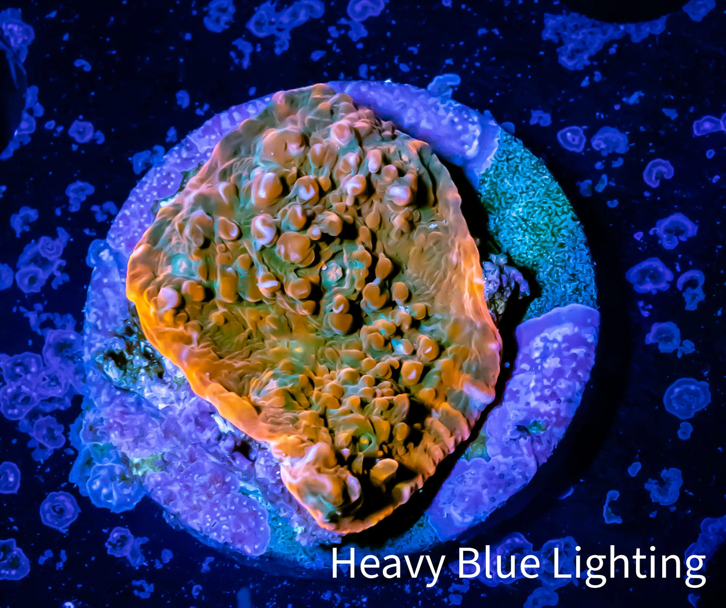 Ultra Chalice Coral-  Frag WYSIWYG Ultra Chalice Coral-  Frag WYSIWYG LPS Ultra Chalice Coral-  Frag WYSIWYG Zeo Box Reef