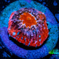 Ultra Chalice Coral-  Frag WYSIWYG Ultra Chalice Coral-  Frag WYSIWYG LPS Ultra Chalice Coral-  Frag WYSIWYG Zeo Box Reef
