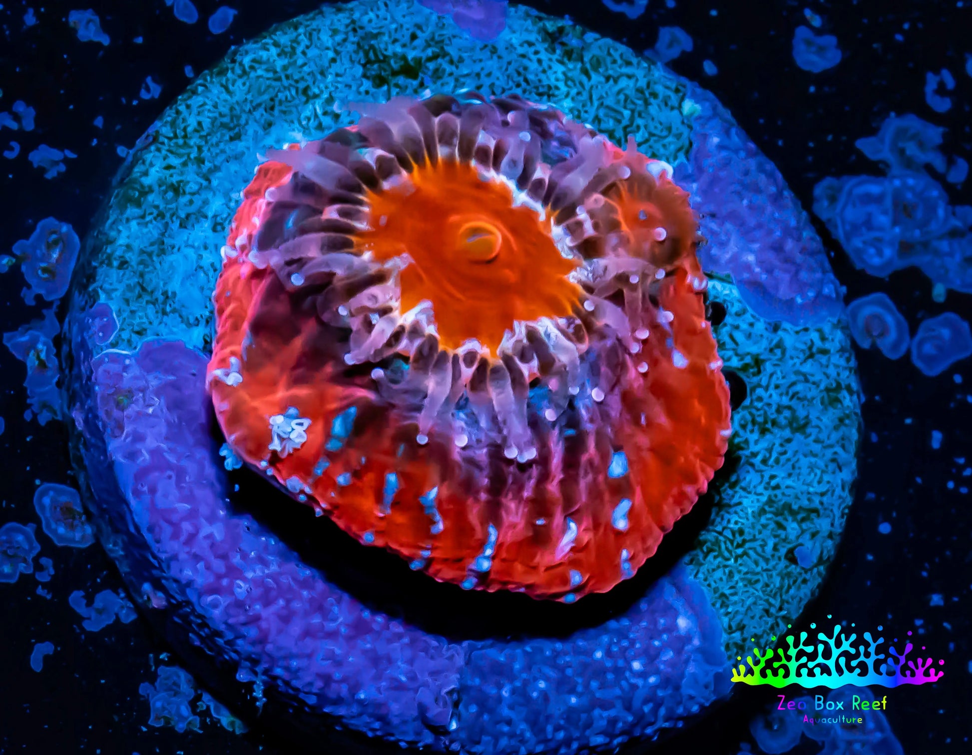 Ultra Chalice Coral-  Frag WYSIWYG Ultra Chalice Coral-  Frag WYSIWYG LPS Ultra Chalice Coral-  Frag WYSIWYG Zeo Box Reef