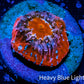 Ultra Chalice Coral-  Frag WYSIWYG Ultra Chalice Coral-  Frag WYSIWYG LPS Ultra Chalice Coral-  Frag WYSIWYG Zeo Box Reef