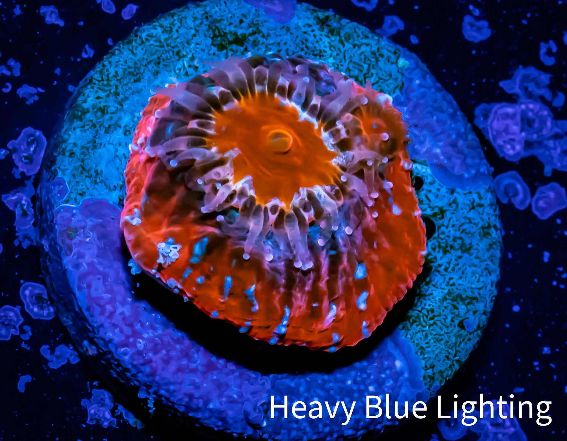Ultra Chalice Coral-  Frag WYSIWYG Ultra Chalice Coral-  Frag WYSIWYG LPS Ultra Chalice Coral-  Frag WYSIWYG Zeo Box Reef