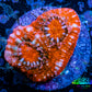 Ultra Chalice Coral-  Frag WYSIWYG Ultra Chalice Coral-  Frag WYSIWYG LPS Ultra Chalice Coral-  Frag WYSIWYG Zeo Box Reef