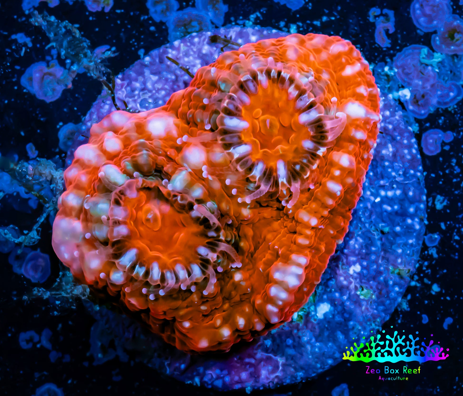 Ultra Chalice Coral-  Frag WYSIWYG Ultra Chalice Coral-  Frag WYSIWYG LPS Ultra Chalice Coral-  Frag WYSIWYG Zeo Box Reef