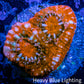Ultra Chalice Coral-  Frag WYSIWYG Ultra Chalice Coral-  Frag WYSIWYG LPS Ultra Chalice Coral-  Frag WYSIWYG Zeo Box Reef