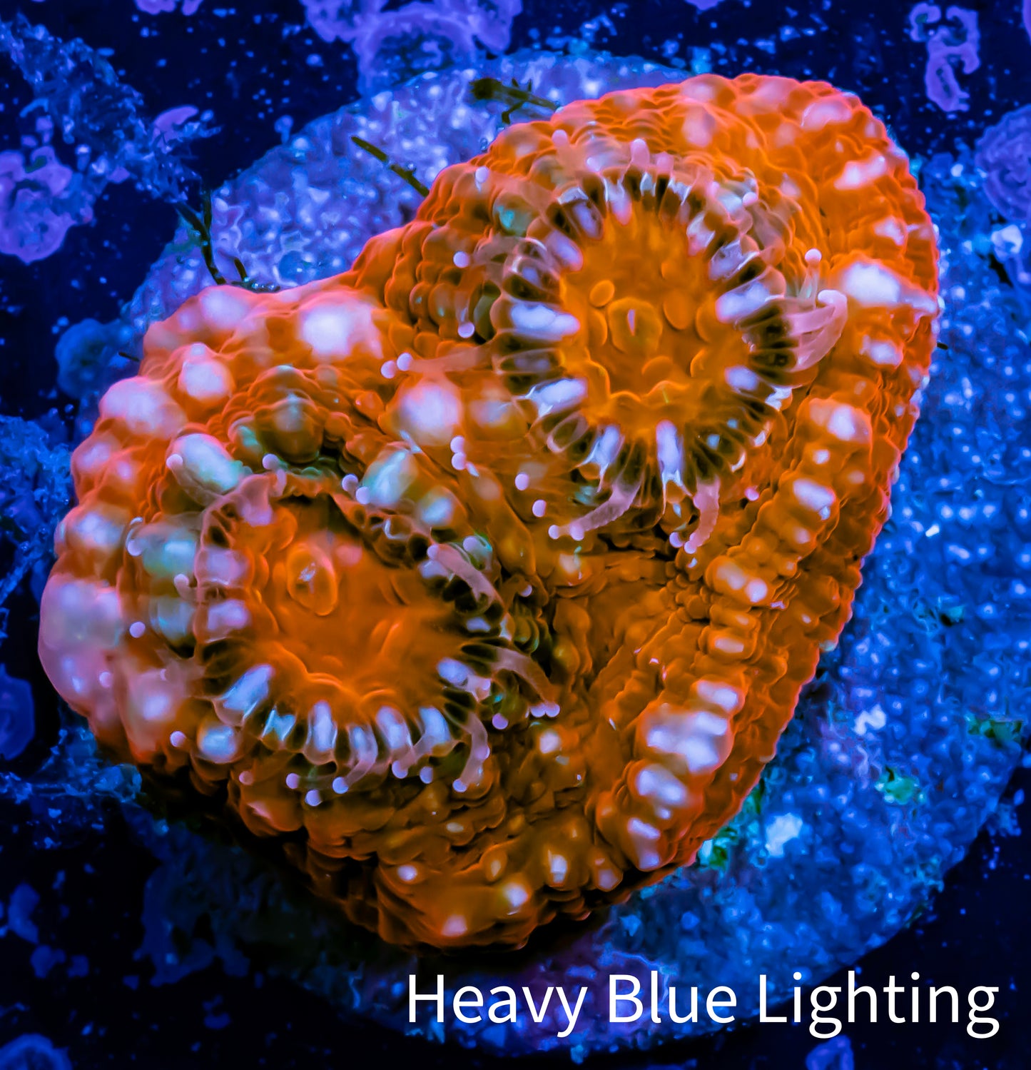Ultra Chalice Coral-  Frag WYSIWYG Ultra Chalice Coral-  Frag WYSIWYG LPS Ultra Chalice Coral-  Frag WYSIWYG Zeo Box Reef