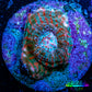 Ultra Chalice Coral-  Frag WYSIWYG Ultra Chalice Coral-  Frag WYSIWYG LPS Ultra Chalice Coral-  Frag WYSIWYG Zeo Box Reef