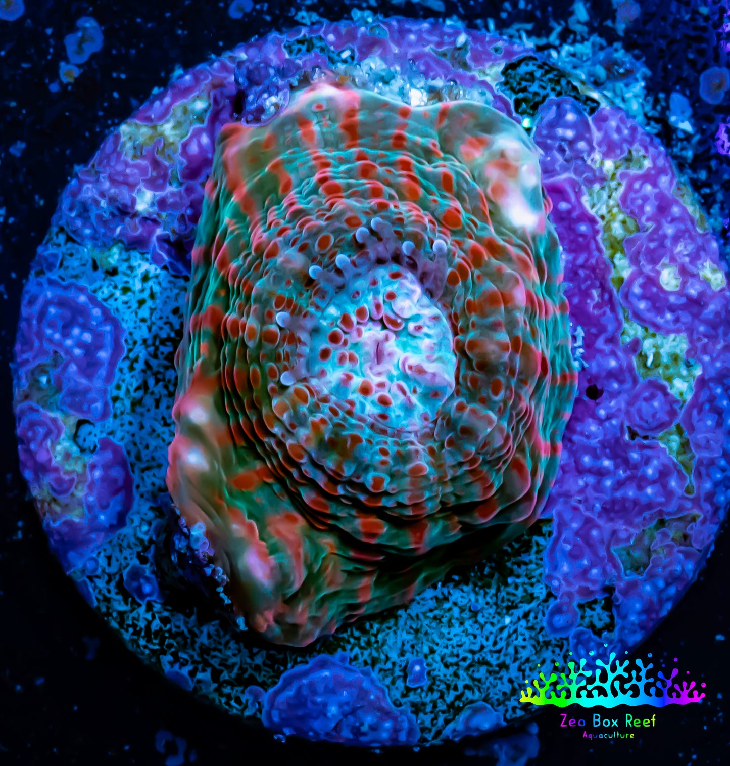 Ultra Chalice Coral-  Frag WYSIWYG Ultra Chalice Coral-  Frag WYSIWYG LPS Ultra Chalice Coral-  Frag WYSIWYG Zeo Box Reef