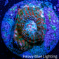 Ultra Chalice Coral-  Frag WYSIWYG Ultra Chalice Coral-  Frag WYSIWYG LPS Ultra Chalice Coral-  Frag WYSIWYG Zeo Box Reef