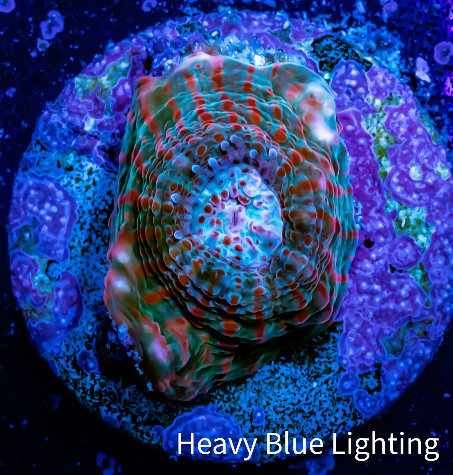 Ultra Chalice Coral-  Frag WYSIWYG Ultra Chalice Coral-  Frag WYSIWYG LPS Ultra Chalice Coral-  Frag WYSIWYG Zeo Box Reef