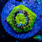 Ultra Chalice Coral-  Frag WYSIWYG Ultra Chalice Coral-  Frag WYSIWYG LPS Ultra Chalice Coral-  Frag WYSIWYG Zeo Box Reef