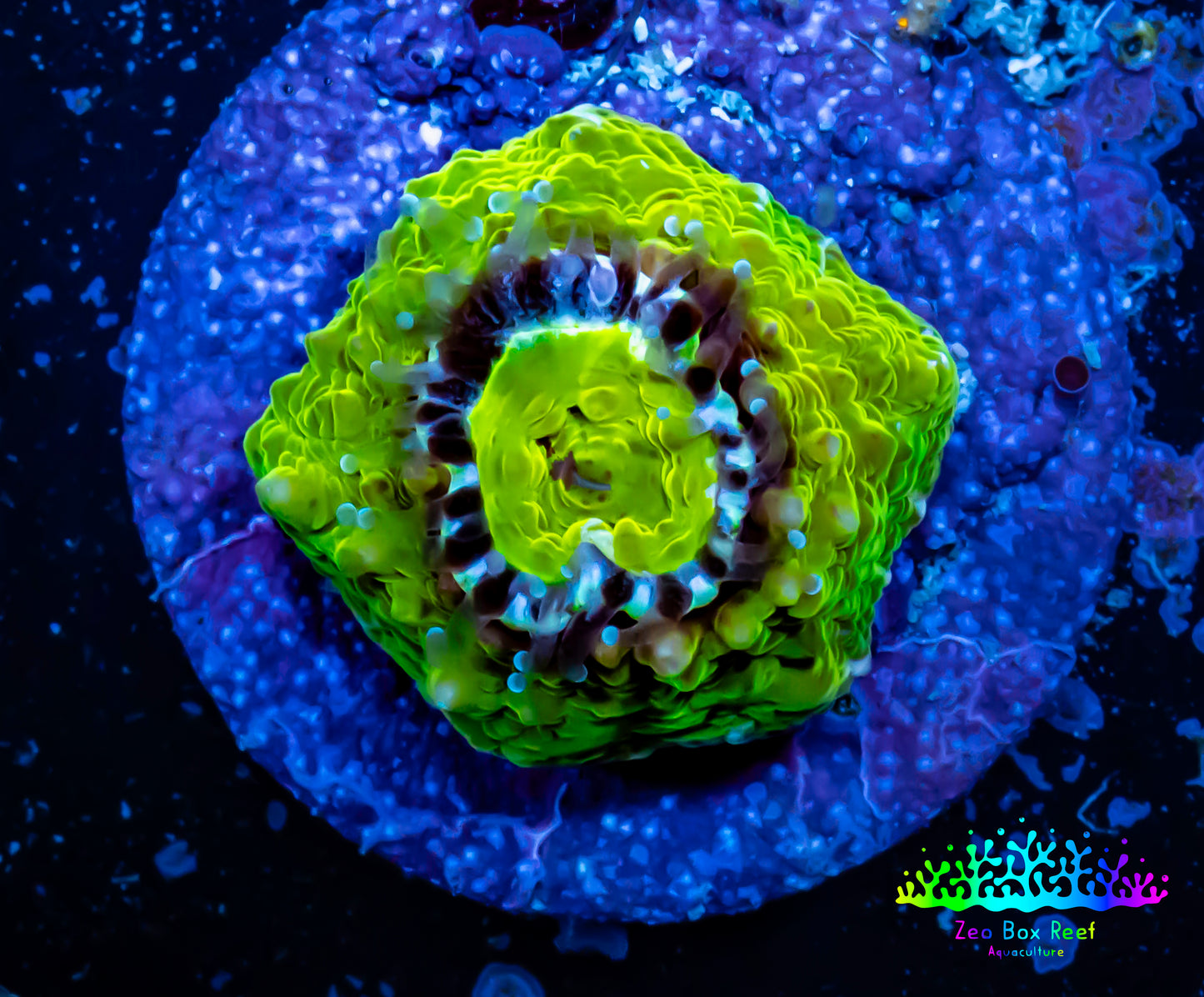 Ultra Chalice Coral-  Frag WYSIWYG Ultra Chalice Coral-  Frag WYSIWYG LPS Ultra Chalice Coral-  Frag WYSIWYG Zeo Box Reef