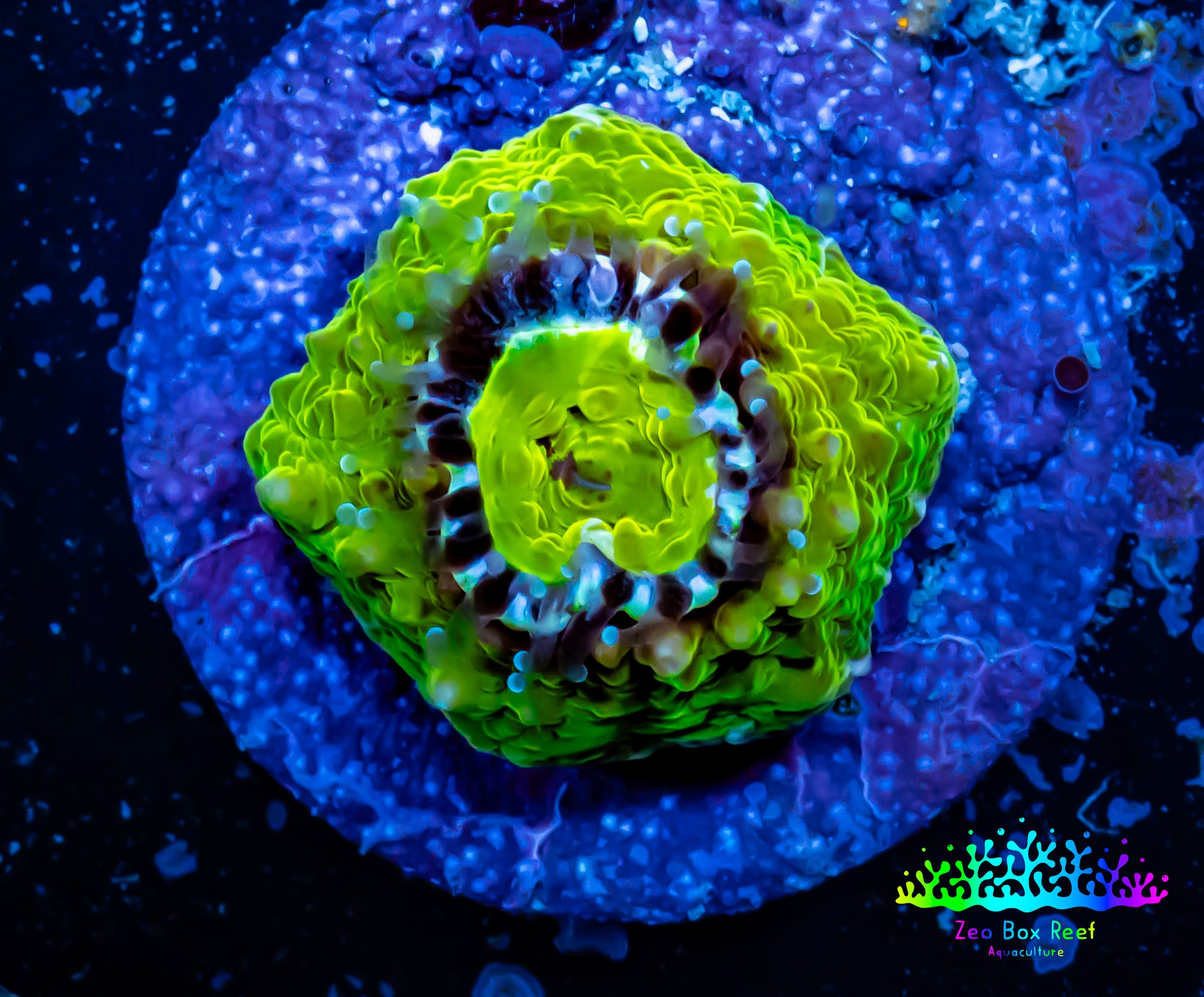 Ultra Chalice Coral-  Frag WYSIWYG Ultra Chalice Coral-  Frag WYSIWYG LPS Ultra Chalice Coral-  Frag WYSIWYG Zeo Box Reef